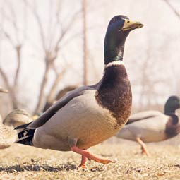 信息轰炸在线使用免费